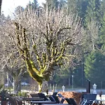 Waldsee Lindenberg im Allgäu